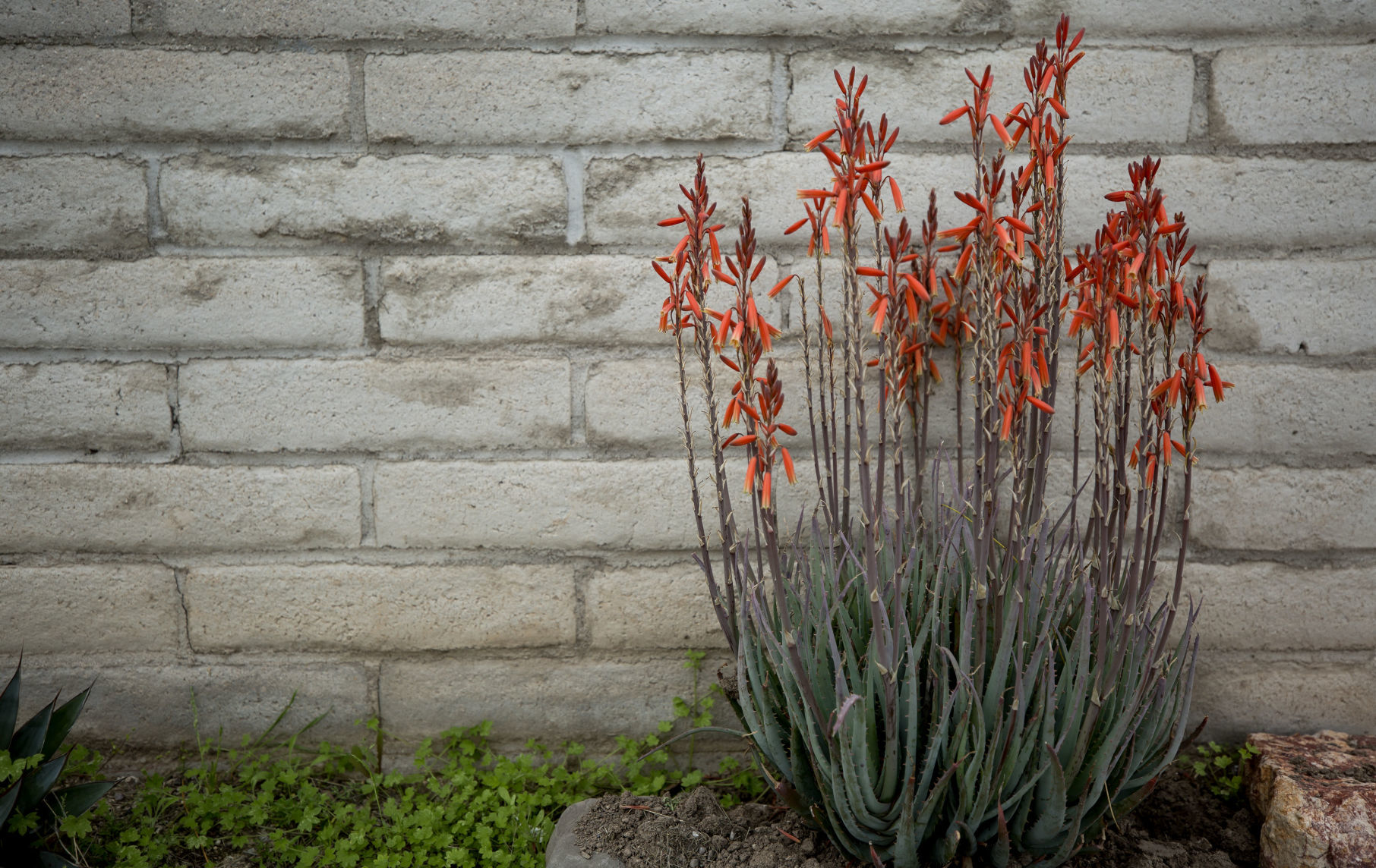 Wildflowers around Tucson, 2020